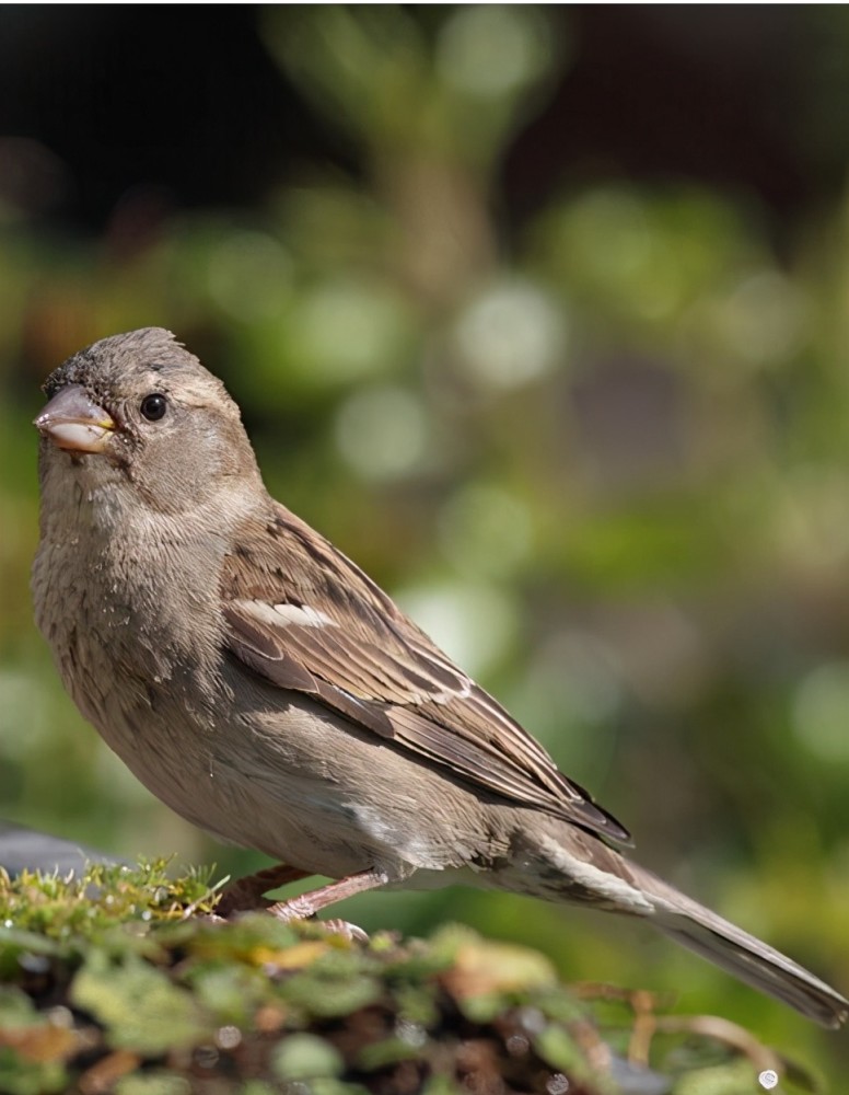 麻雀养不活是什么原因有什么科学依据吗