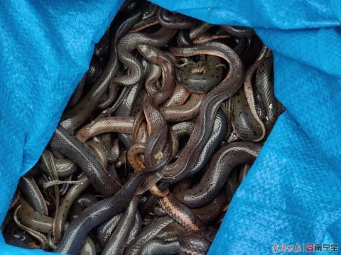 广西民警巡逻时,发现小型货车内传出阵阵腥臭味……足足有1.64吨!