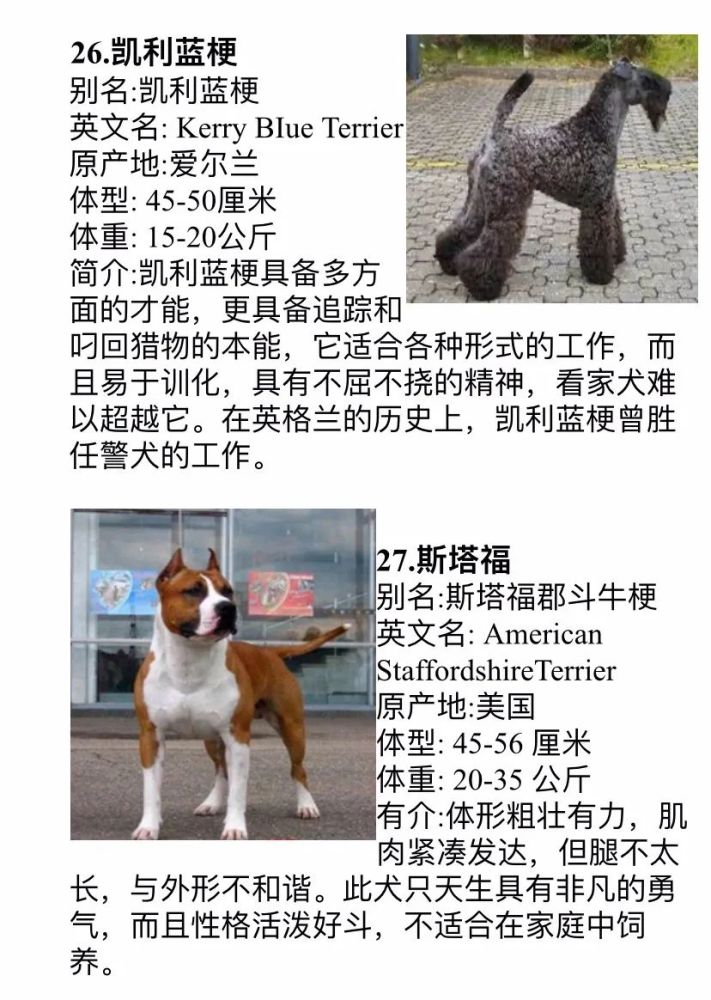 盘锦市这些品种的犬只禁养 腾讯新闻