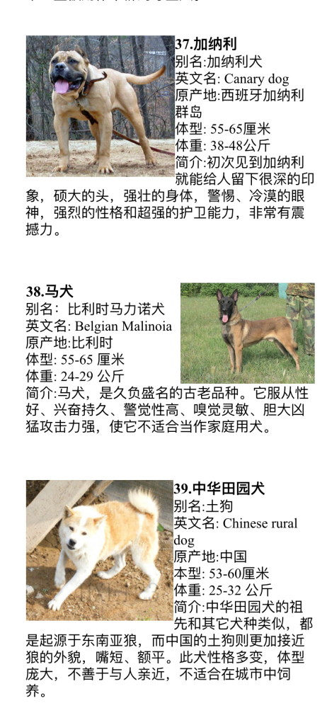 盘锦市这些品种的犬只禁养 腾讯新闻