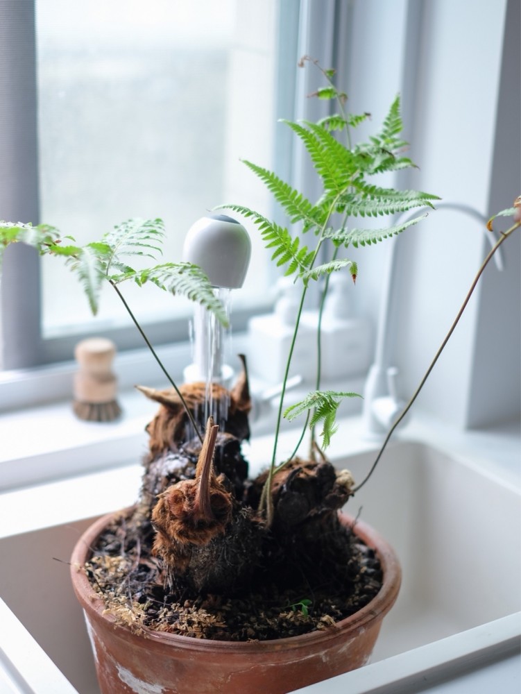 蕨类植物第一美:金丝猴蕨,资深植物玩家不可错过_腾讯新闻