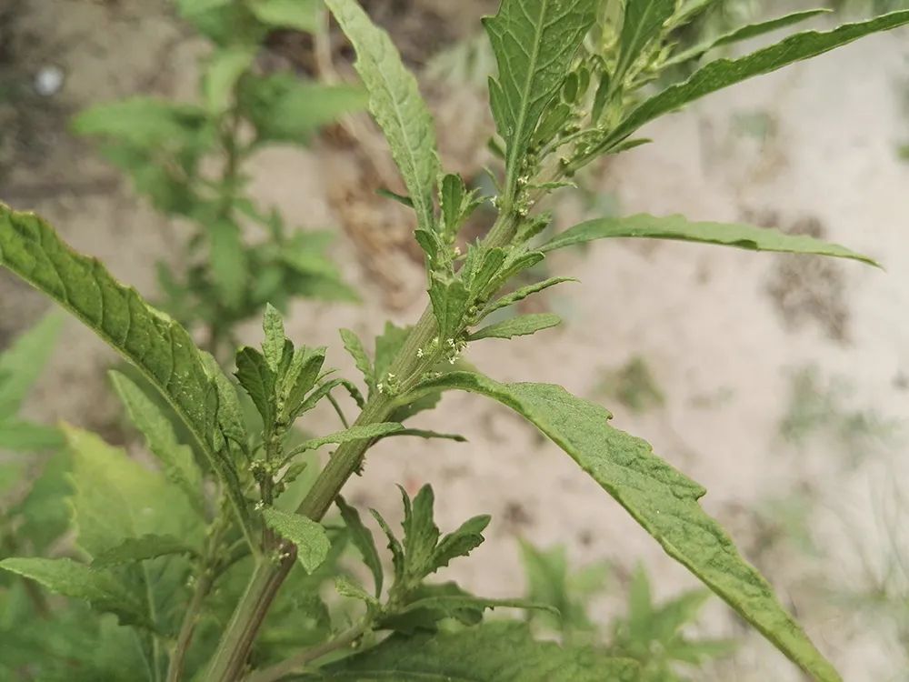 农村|它在国外“恶贯满盈”，揉碎有强烈臭味，民间却常作食材误用