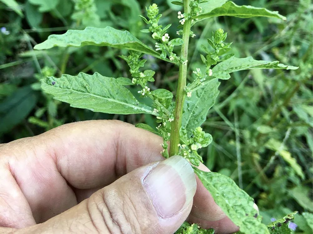 农村|它在国外“恶贯满盈”，揉碎有强烈臭味，民间却常作食材误用