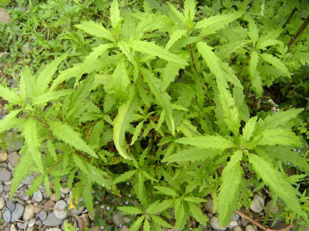 农村|它在国外“恶贯满盈”，揉碎有强烈臭味，民间却常作食材误用