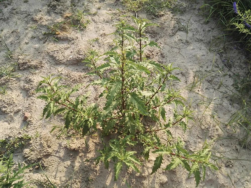 农村|它在国外“恶贯满盈”，揉碎有强烈臭味，民间却常作食材误用