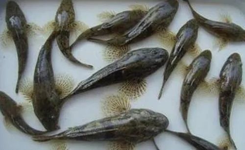 走过惊蛰 春天的气息渐渐浓郁起来了 菜市场里 肥美的塘鲤鱼也上市了