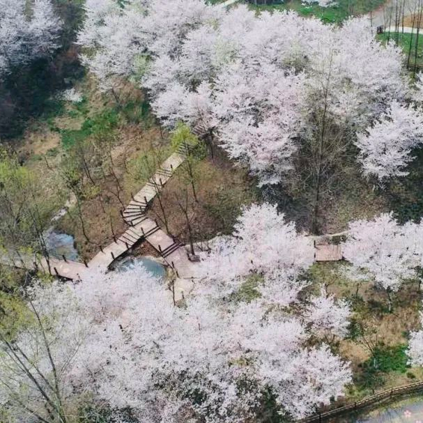 樱锦是一望而去少女心十足的片片花海哪种樱花才是你的最爱春风所至