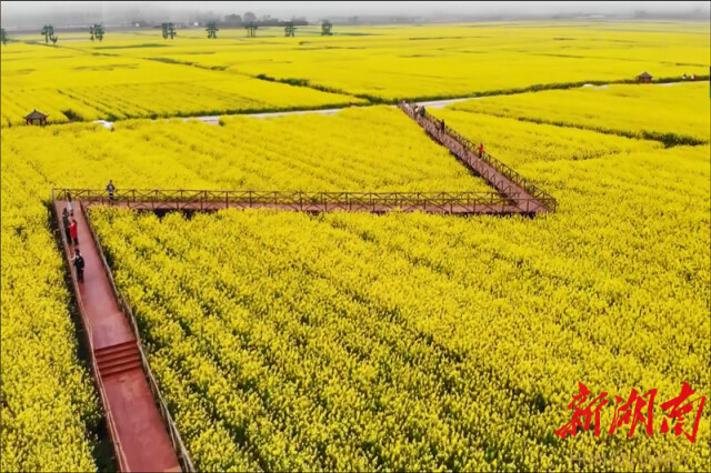 21湖南油菜花节3月16日启幕常德鼎城十美堂万亩油菜花盛放迎客 腾讯新闻