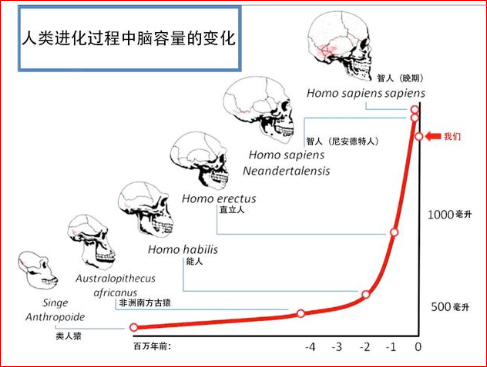 南方古猿|人都是女人生的，在人类出现之前，第一个女人是哪里来的？