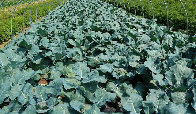 二,种西蓝花的施肥要点西兰花种植期间施肥是非常有必要的,要及时的
