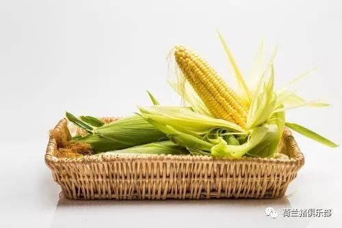 猪吃玉米有什么好处和坏处