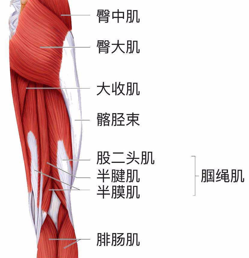 腘绳肌位于大腿后侧,包括半腱肌,半膜肌,股二头肌.
