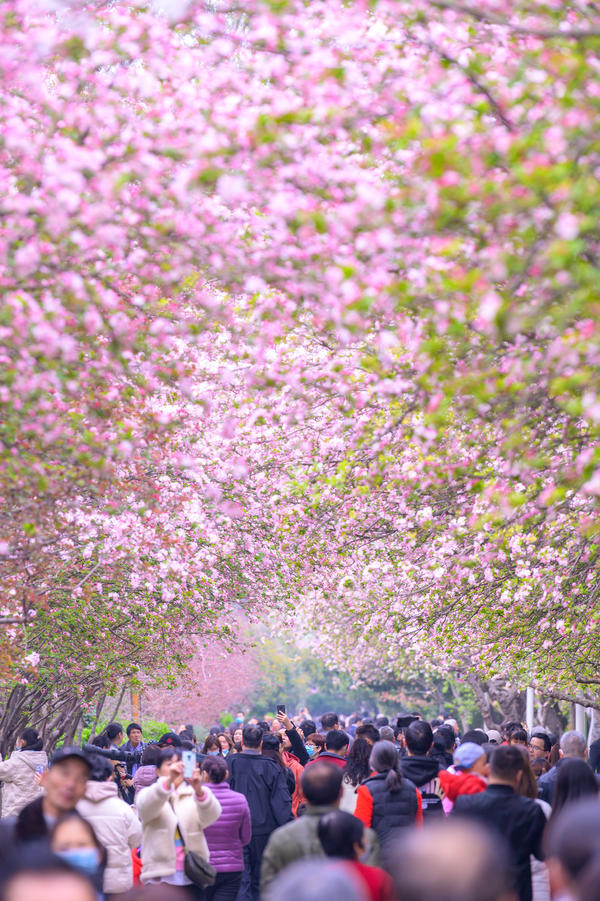 2021年3月14日,郑州市碧沙岗公园生机勃勃的海棠花成为春日里一道靓丽