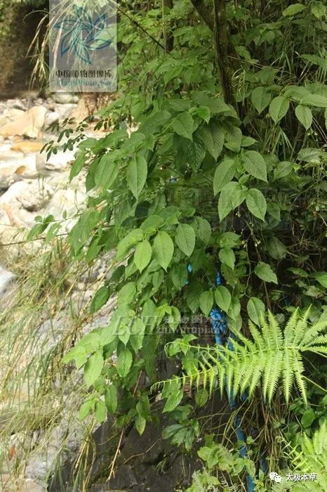 石参,见过吗?能清热解毒,消肿止痛