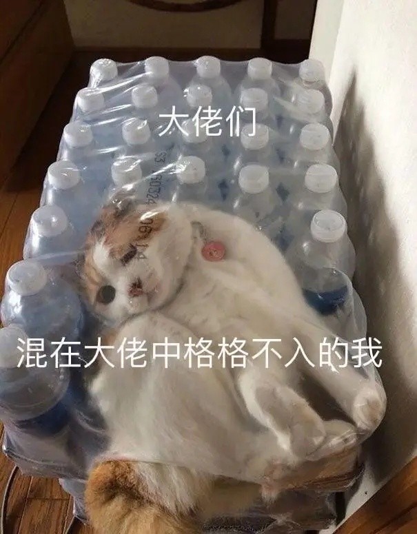 萌宠表情包混在大佬中格格不入的我