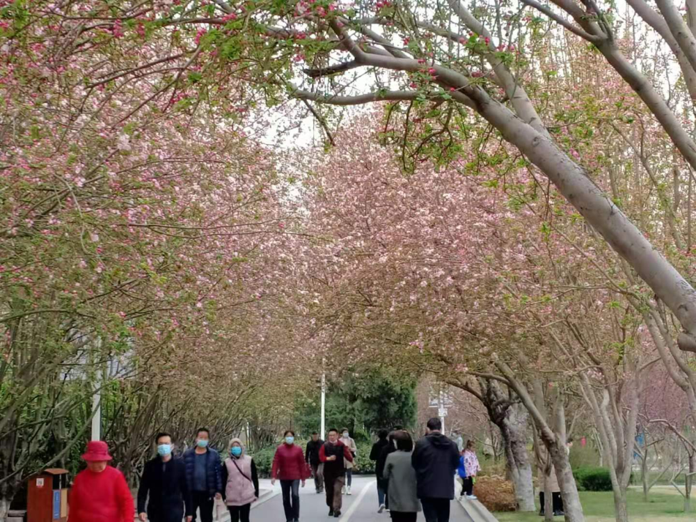 碧沙崗公園枝頭春意鬧遍地皆春色