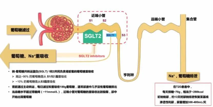 心力衰竭|心对话丨新希望，新选择——引领心衰管理新格局