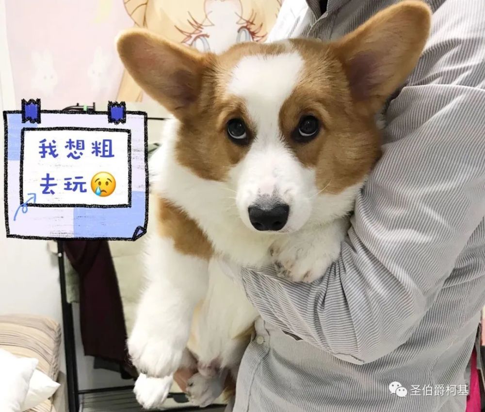 狗狗便血莫惊慌 先学会判断 腾讯新闻