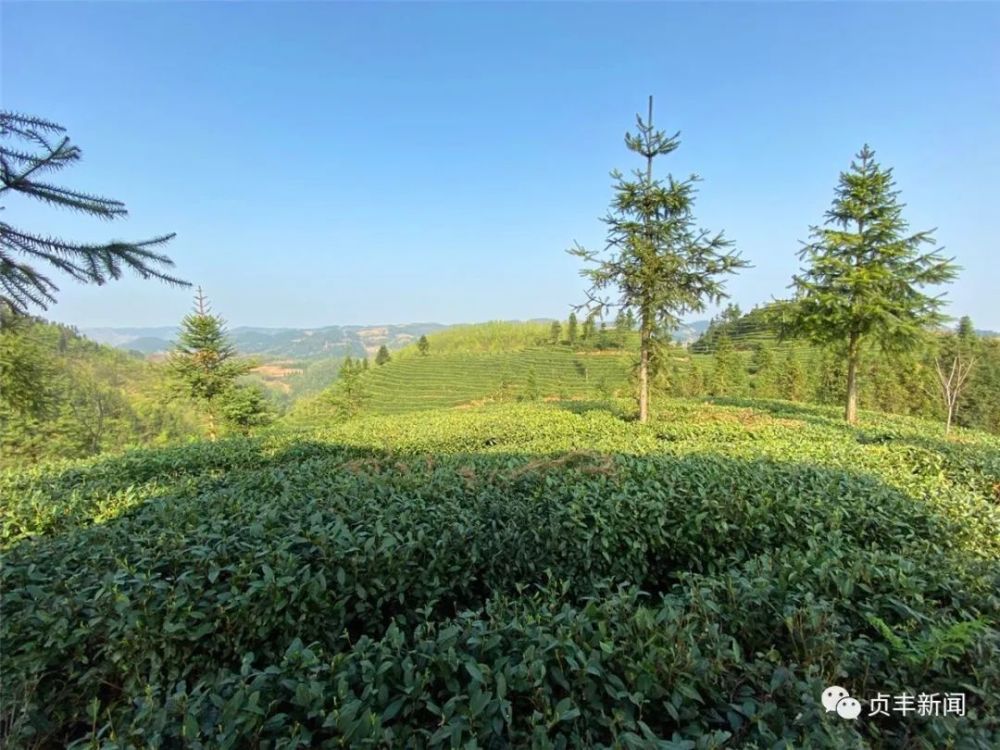 小屯镇持续做足茶业文章纵深推进产业革命