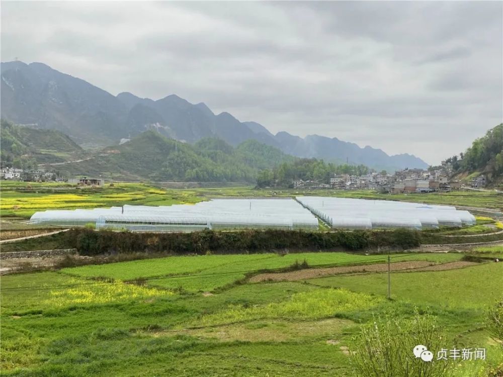 贞丰县挽澜镇抢抓春耕时节,加大推进农业产业结构调整,在科学防疫的