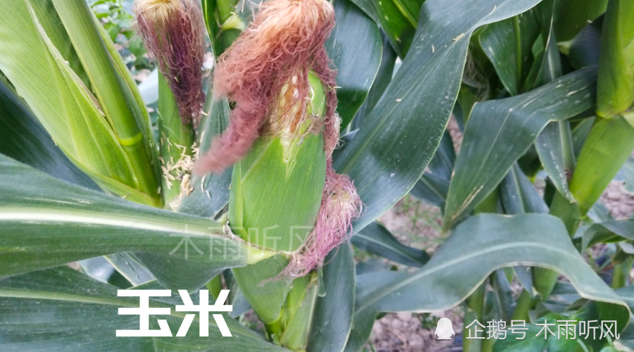 春玉米|种植春玉米，什么时候播种？是3月份还是5月份？