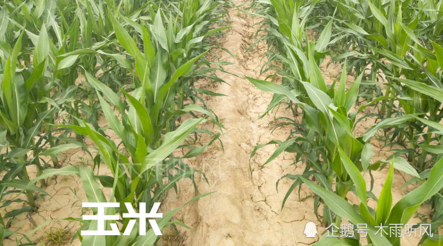 春玉米|种植春玉米，什么时候播种？是3月份还是5月份？