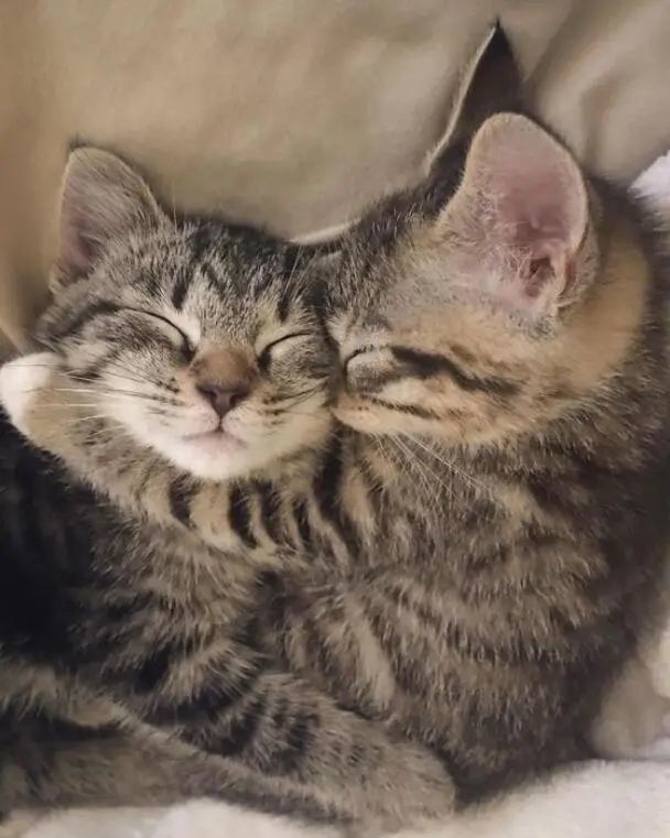 论喵星人有多少种依偎的方式