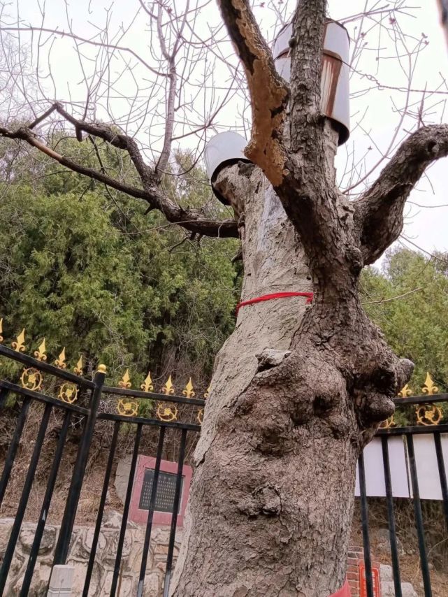 镇山之宝!邢台这棵树树龄千年仍枝繁叶茂