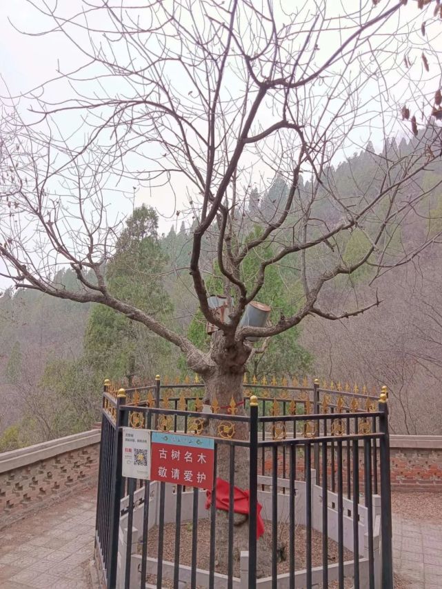 镇山之宝!邢台这棵树树龄千年仍枝繁叶茂