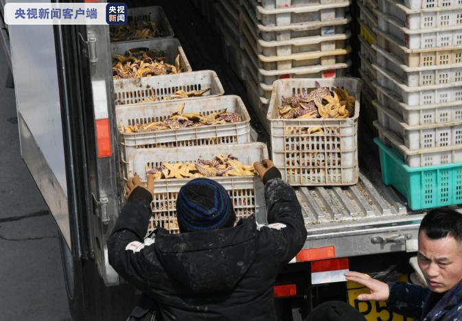 海星|青岛蛤蜊养殖区海星成灾，捕捞用上“绝户网” 网友：能吃吗？