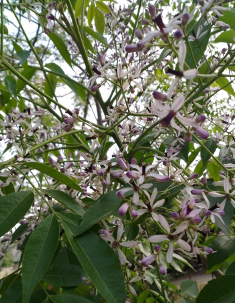 柊(zhōng)樹柊樹因與桂花樹相似,花也似桂花,所以別名