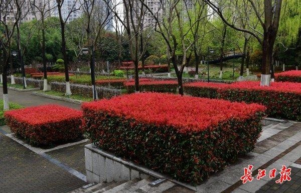 商务中路宽阔的绿化带中,红叶石楠火红一片.