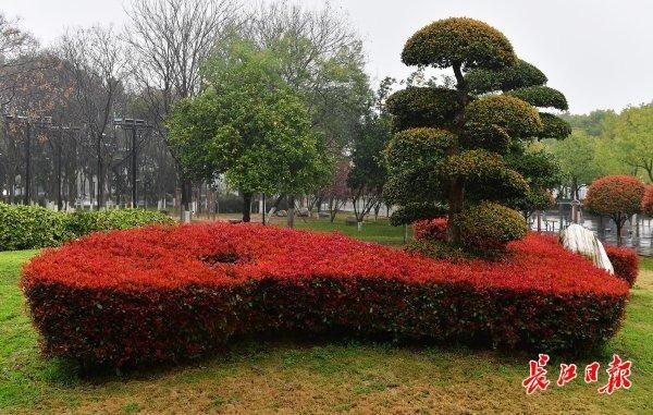 红叶石楠树池图片