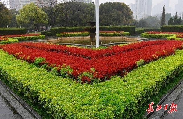 红叶石楠红变街头图集