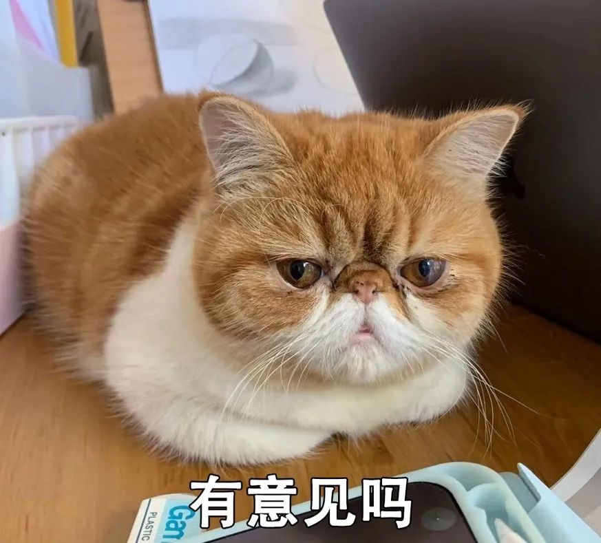 猫咪|猫猫为啥总爱揣手手？为了卖萌（真不是）