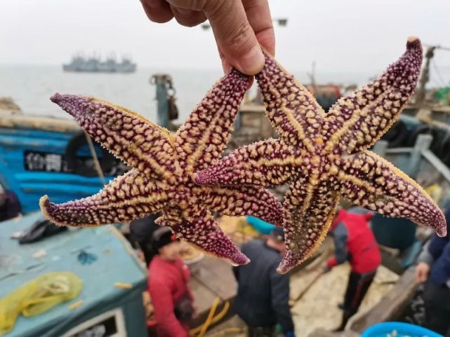 最新消息海星在胶州湾里狂吃蛤蜊不能全靠海底捞