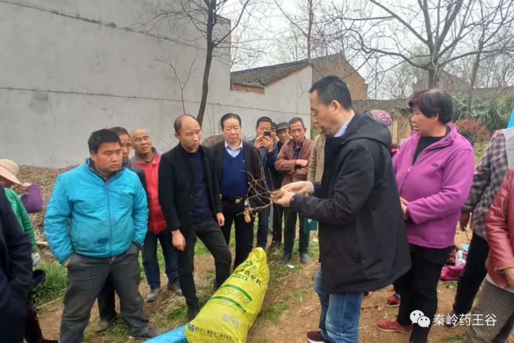 周至有个"秦岭药王谷"