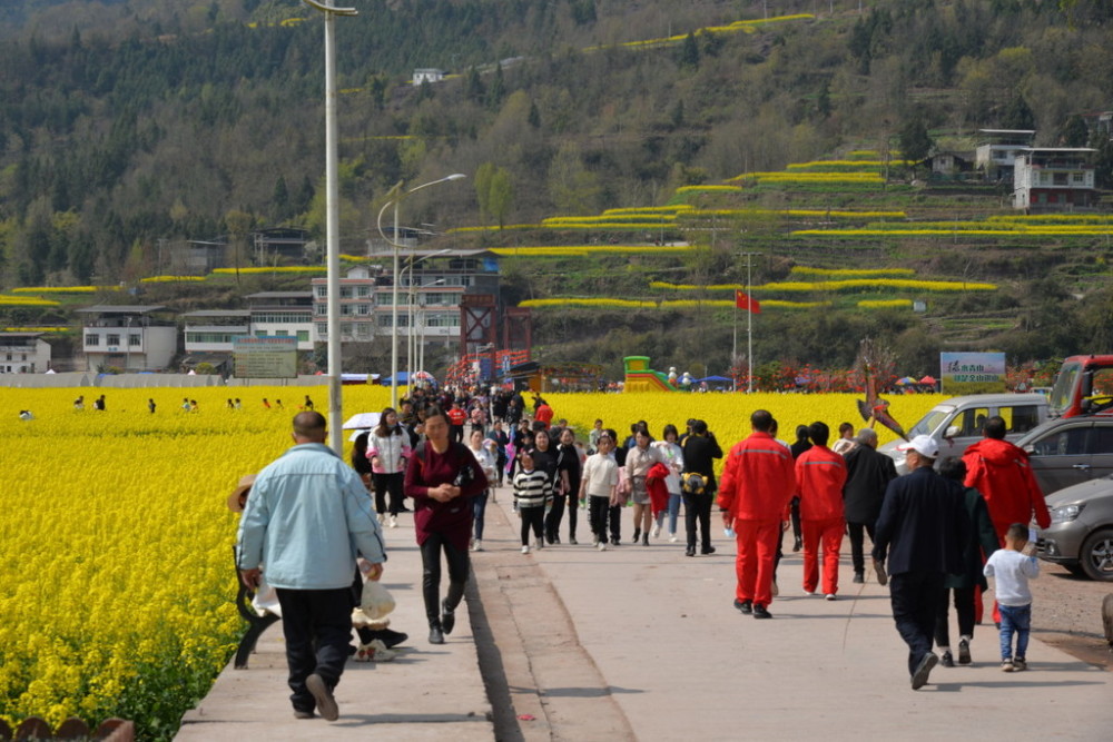 本周末,2021年通江县新场镇第四届油菜花节正式开幕.