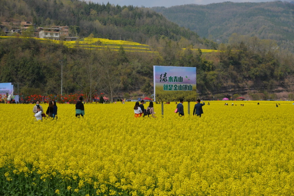 通江縣舉辦第四屆油菜花節萬畝油菜花競相綻放