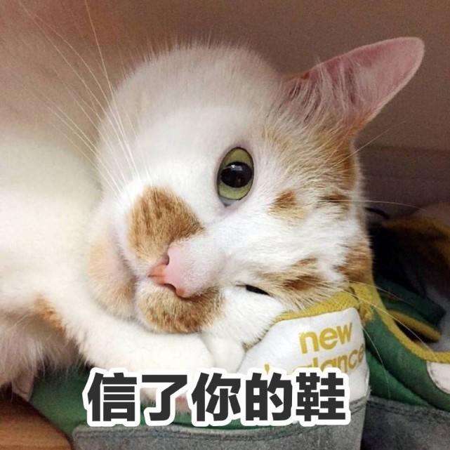 萌宠表情包走开啦你很烦诶