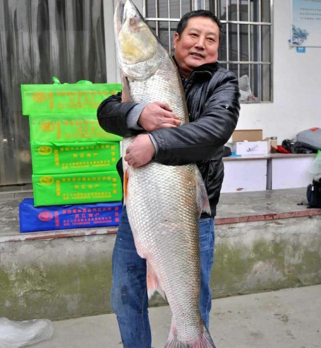70斤巨型鱤鱼游入养殖场附近想吃鱼,结果被附近钓鱼人钓起