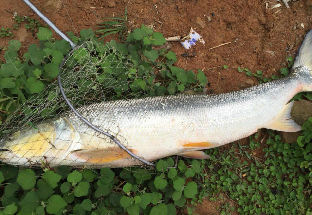 70斤巨型鱤鱼游入养殖场附近想吃鱼,结果被附近钓鱼人钓起