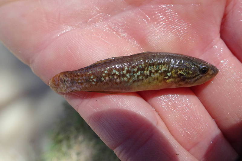 绝种"僵尸鱼"再现!澳洲盼复育成功,还原生态平衡_腾讯新闻