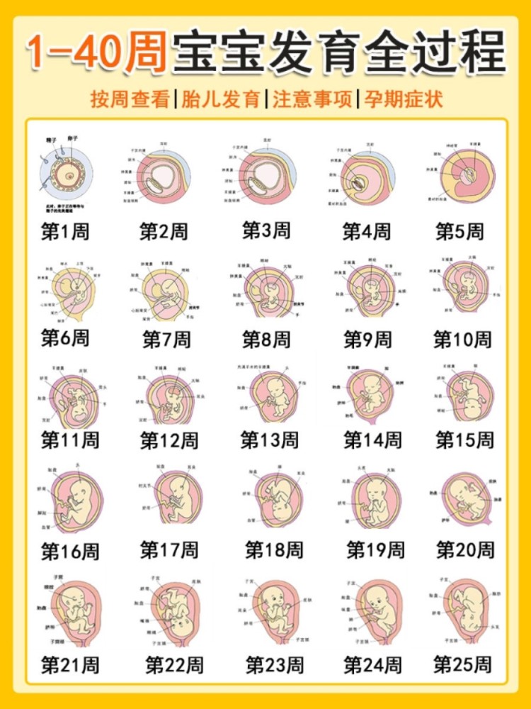 140周寶寶發育全圖新手媽媽快了解起來