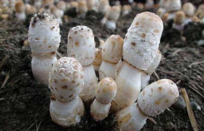 鸡腿菇|2021种一亩鸡腿菇赚多少钱及种植前景，掌握以下要点，轻松高产