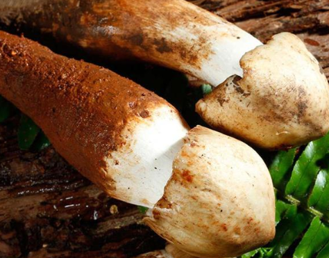 4月进山请留意白蚁窝,若遇到"它"是福气,1斤上千元小心采摘