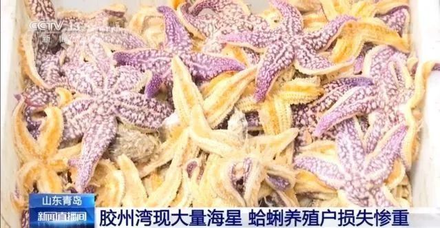 海星|青岛胶州湾海星泛滥成灾 如何“克星”？吃光靠谱吗？专家这样说