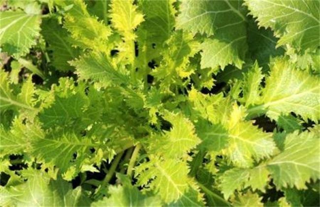 蔬菜|雪菜的种植时间和方法，农民掌握以下要点，收获高产优质雪菜