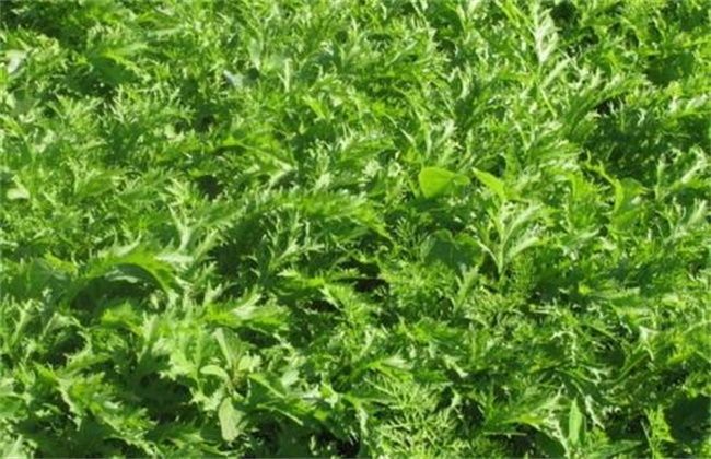 蔬菜|雪菜的种植时间和方法，农民掌握以下要点，收获高产优质雪菜