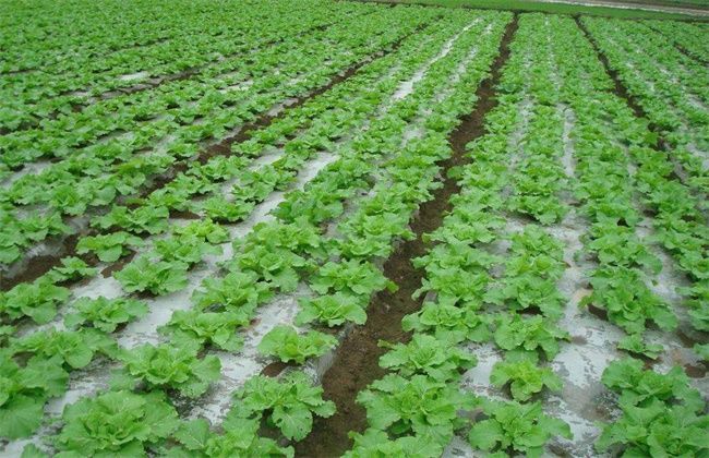 蔬菜|雪菜的种植时间和方法，农民掌握以下要点，收获高产优质雪菜